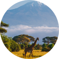 Giraffe and plains in front of Mt. Kilimanjaro highlighting travel insurance for Africa