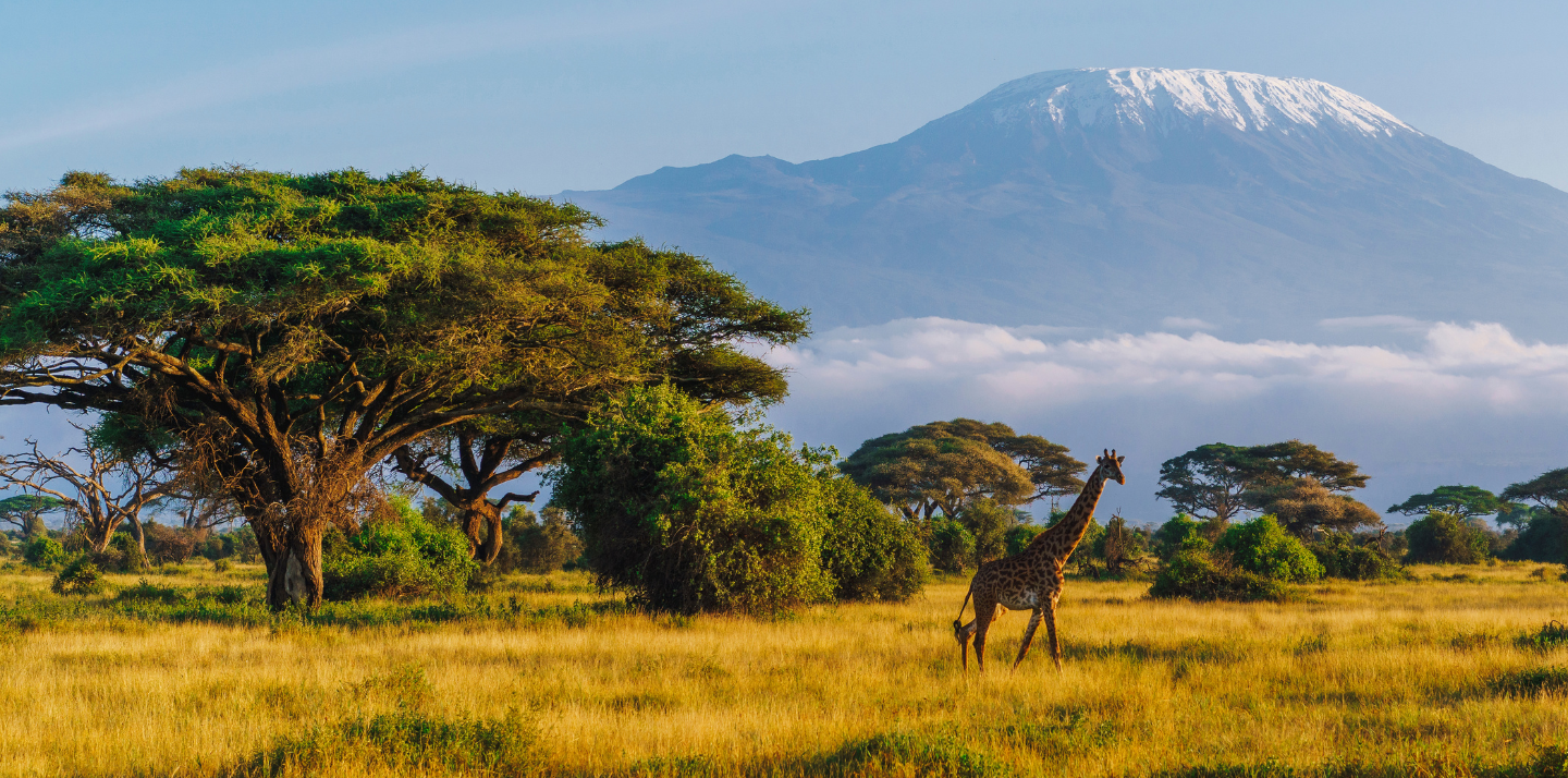 Giraffe and plains in front of Mt. Kilimanjaro highlighting travel insurance for Africa