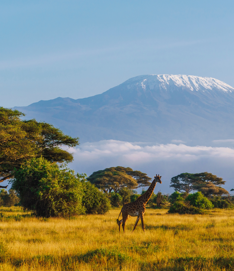 Giraffe and plains in front of Mt. Kilimanjaro highlighting travel insurance for Africa