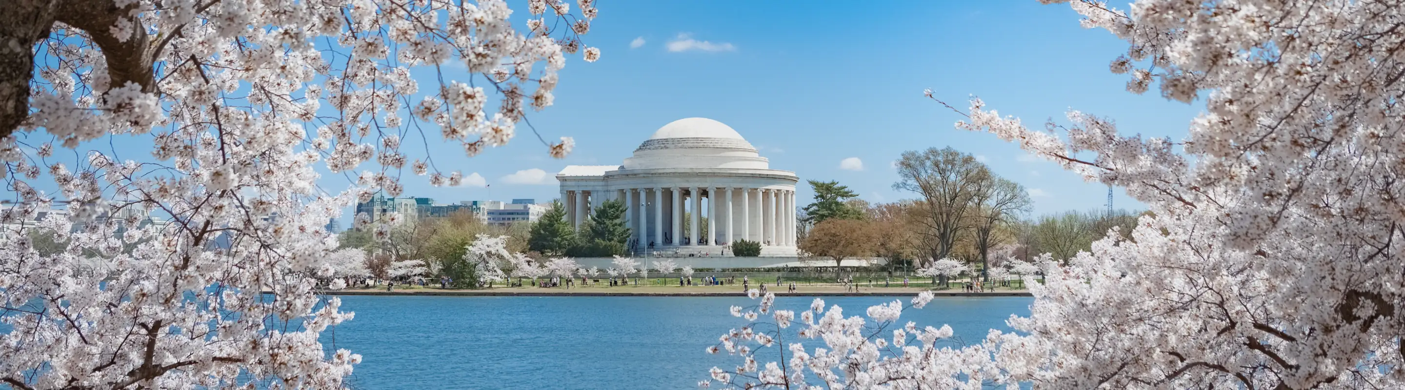 cherry blossoms surround a view of the Jefferson Memorial, highlighting travel insurance for Washington D.C.