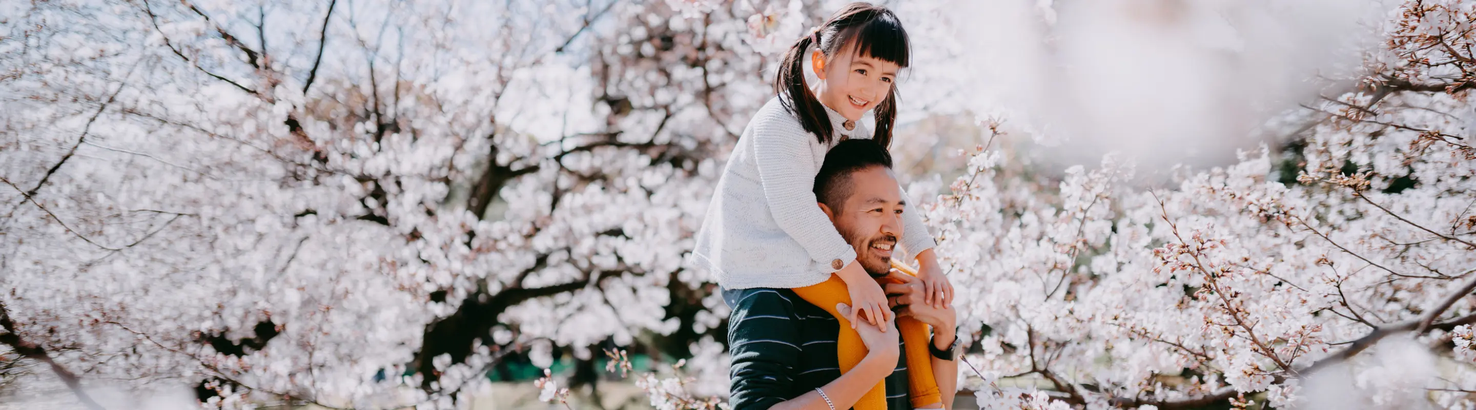 Father with travel insurance for Japan walking through cherry blossoms with his daughter on his shoulders