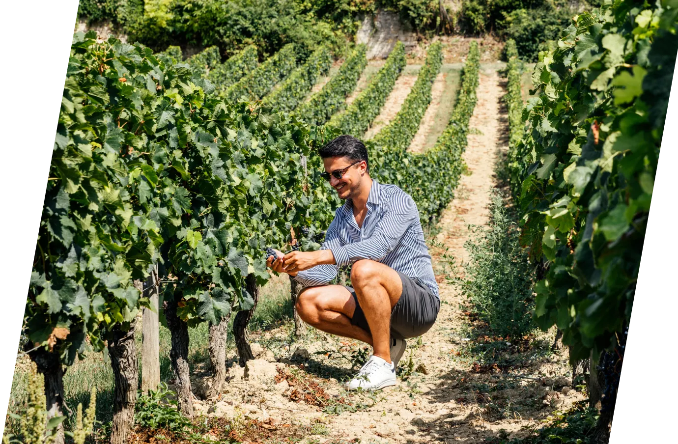 man with travel insurance for France, picking grapes at a local French winery 