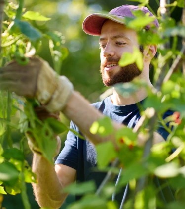 a man with volunteer travel insurance harvests vegetables in a garden on his service trip
